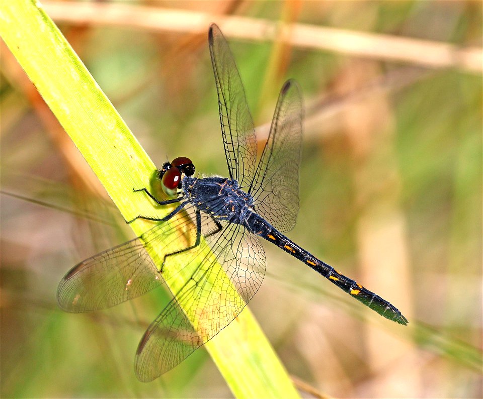 DRAGONLET, SEASIDE (Erythrodiplax berenice) (05-16-2023) fort fisher state rec area, new hanover co, nc -01 male