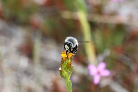 Digger Bee at Carrizo Plain National Monument