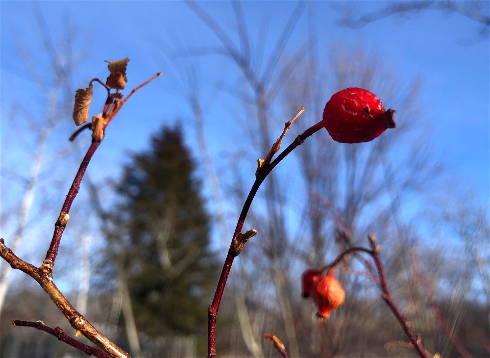 2023/365/56 Behold the Rose Hip