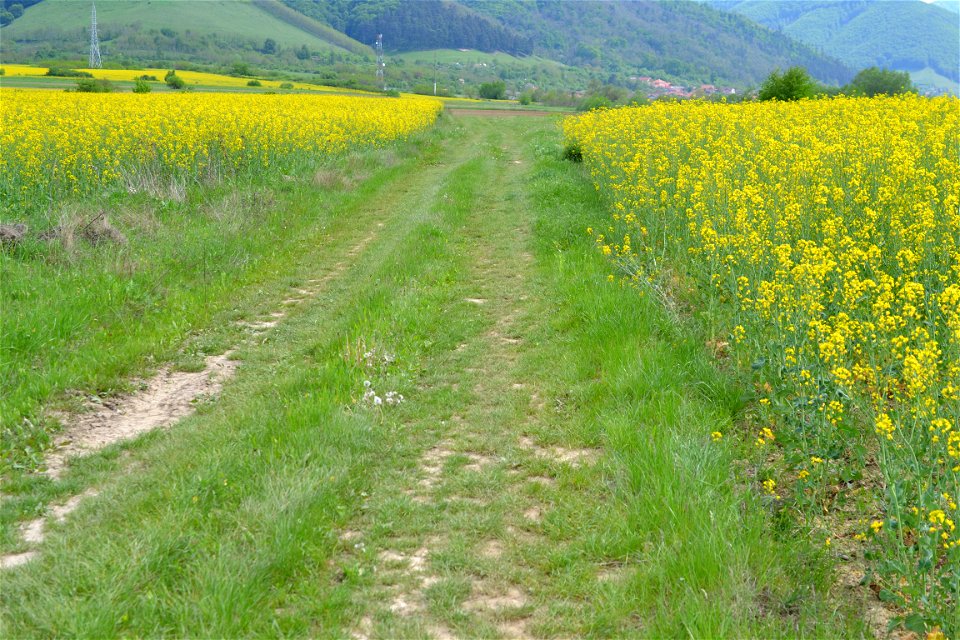 Spring