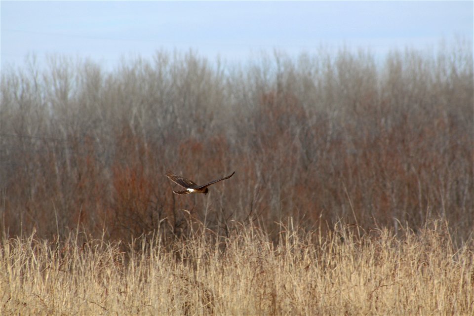 Northern Harrier