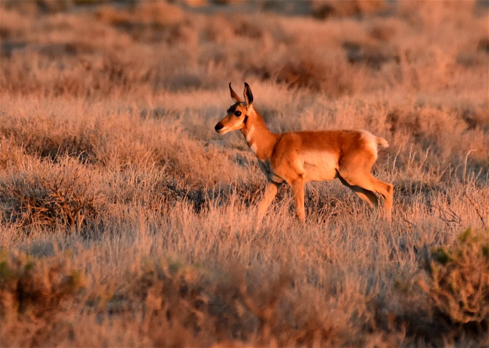 Pronghorn at Seedskadee National Wildlife Refuge