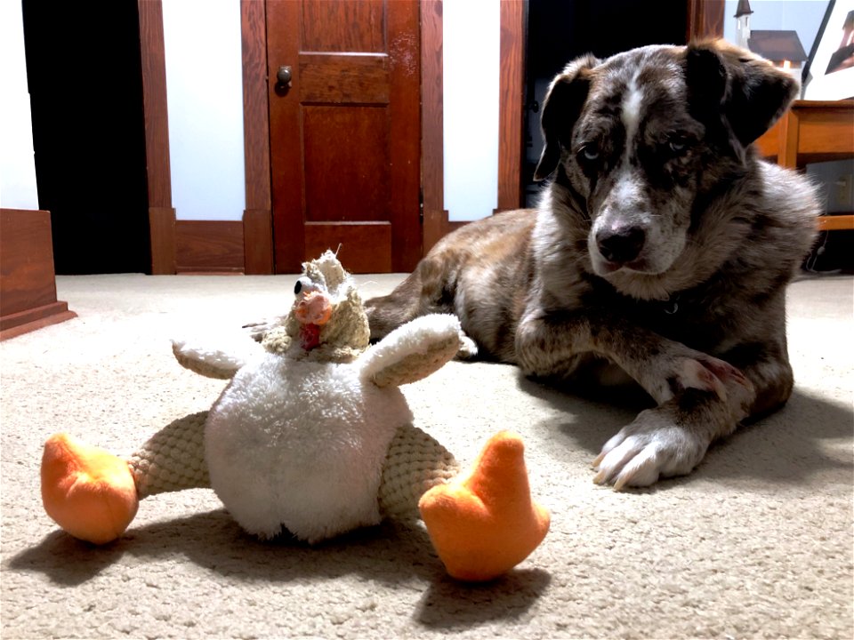 2022/365/7 The Three Acts of Dog Play: (1) Contemplation