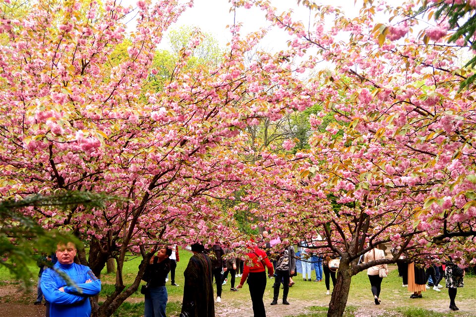 japanes_garden_rain_Herastrau (98)