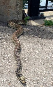Bull Snake at D.C. Booth Historic National Fish Hatchery