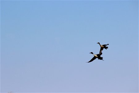 Pair of Northern Pintails Lake Andes Wetland Management Disrtict South Dakota photo