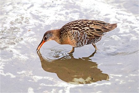 237 - CLAPPER RAIL (02-20-2023) world birding center, south padre island, cameron co, tx -02