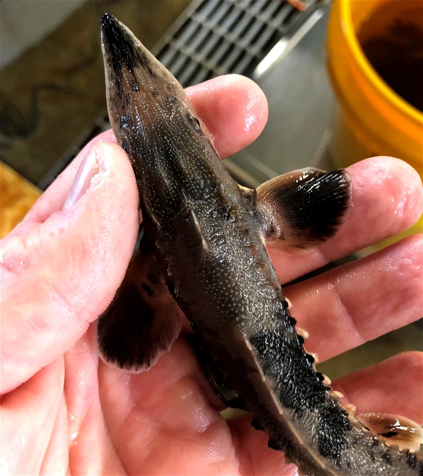 Juvenile Lake Sturgeon