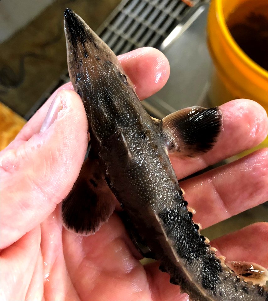 Juvenile Lake Sturgeon photo