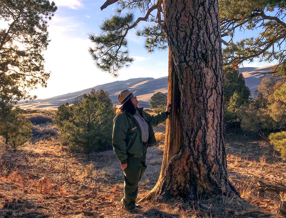 Park Ranger with Culturally Modified Ponderosa Pine near the Dunes
