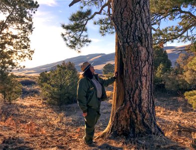 Park Ranger with Culturally Modified Ponderosa Pine near the Dunes