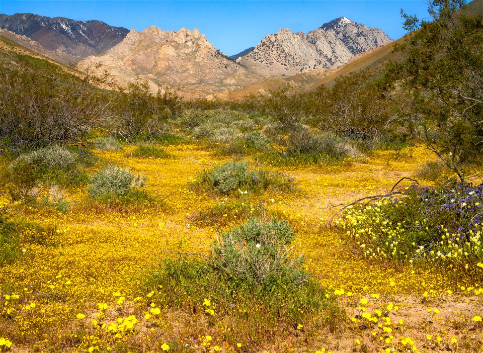Owens Peak Wilderness Area (Short Canyon)