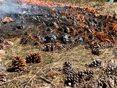 Spring Prescribed Burns