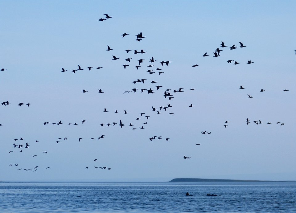 Brant at Izembek Lagoon