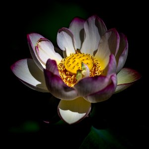 Indische Lotusblume photo