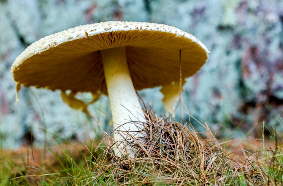Amanita Mushroom