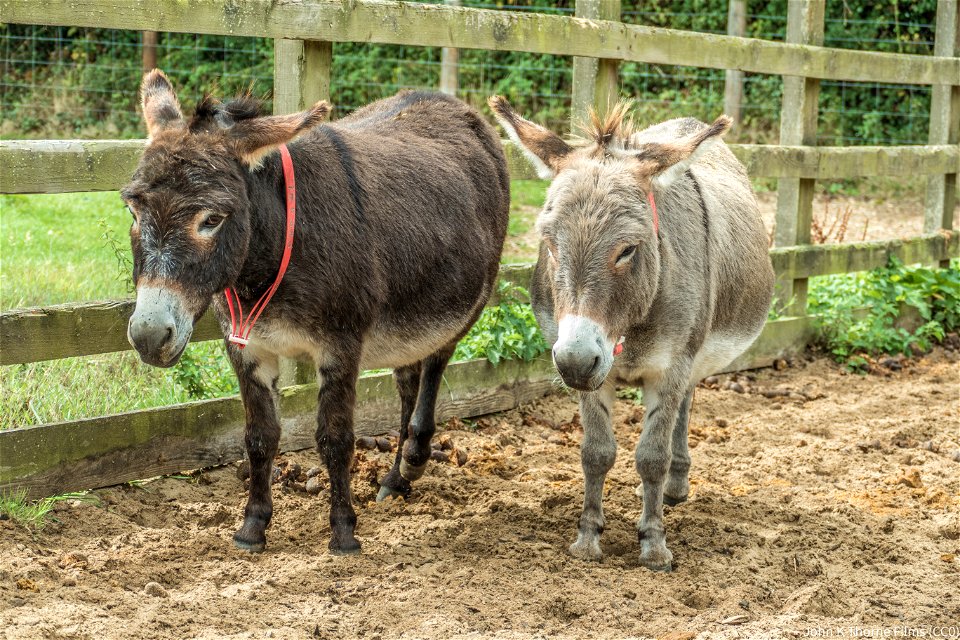 The Donkey Sanctuary Sidmouth