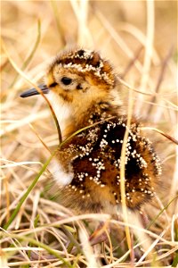 A young dunlin chick on the tundra