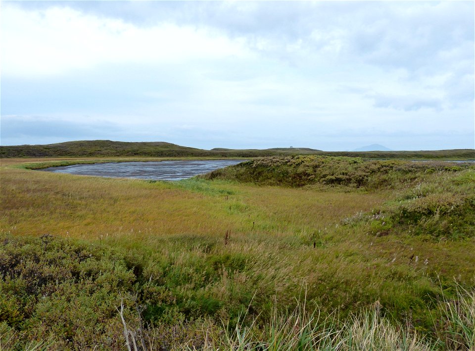Fall colors at Izembek