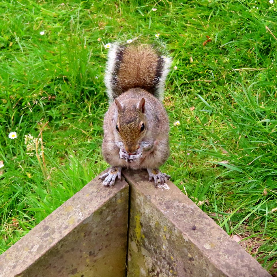 Grosvenor Park Squirrel photo