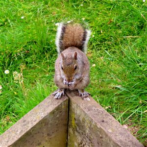Grosvenor Park Squirrel
