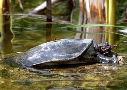 Florida softshell turtle (Apalone ferox) by Grayson Smith, USFWS photo