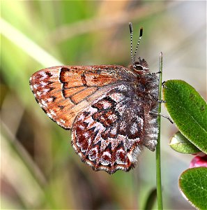ELFIN, WESTERN PINE (Callophrys eryphon) (04-21-2022) south tolowa dunes state park, del norte co, ca -02