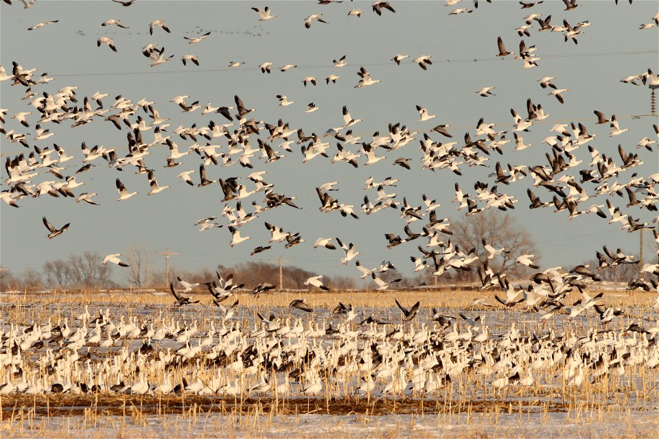 Spring Goose Migration Huron Wetland Management District South Dakota