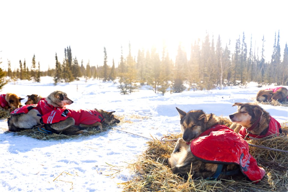 Kobuk 440 racers at Paniqsigvik shelter cabin.