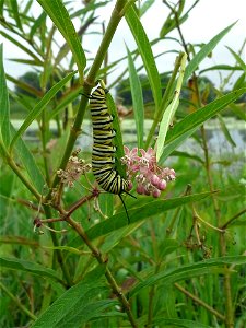 Monarch Caterpillar in Minnesota photo