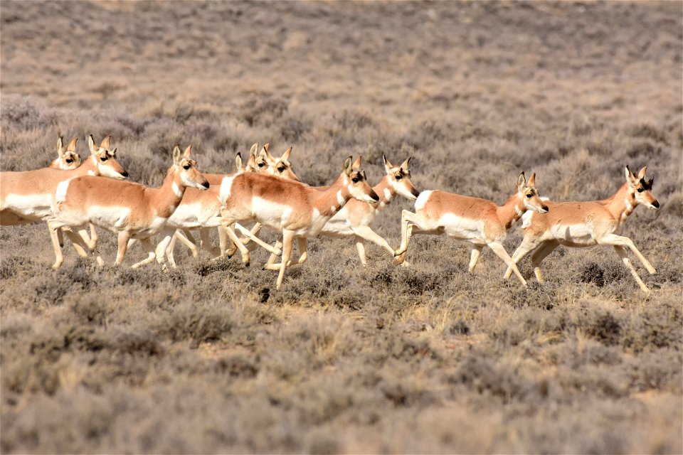 Pronghorn at Seedskadee National Wildlife Refuge