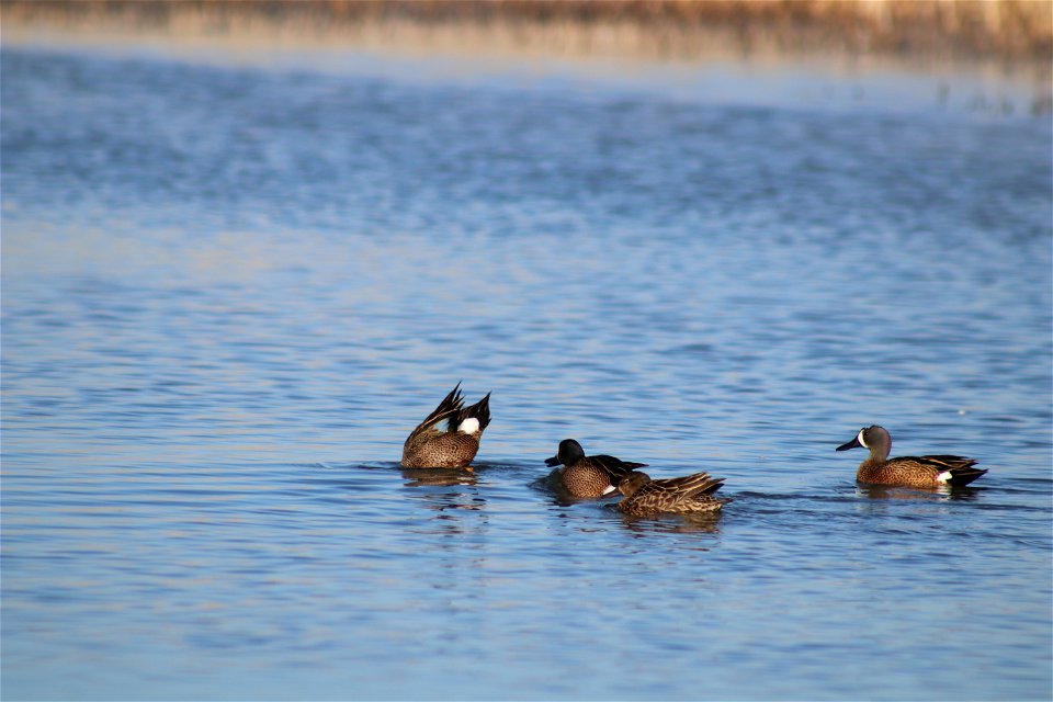 Blue-winged teal Owens Bay Lake Andes National Wildlife Refuge South Dakota photo