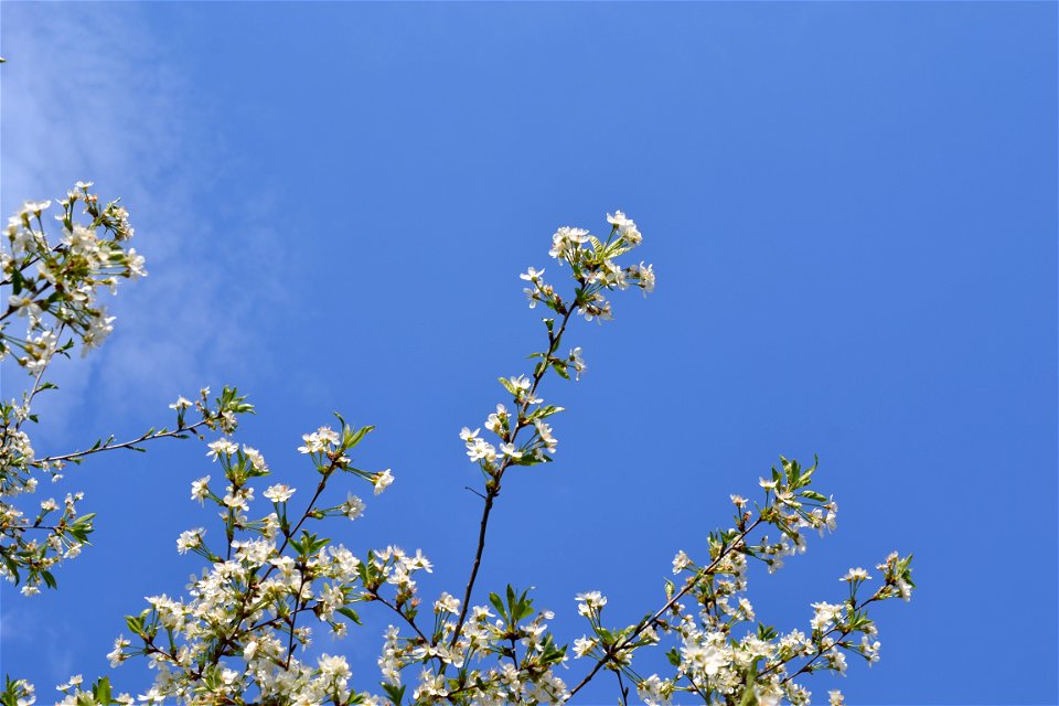 Spring ,April 2023