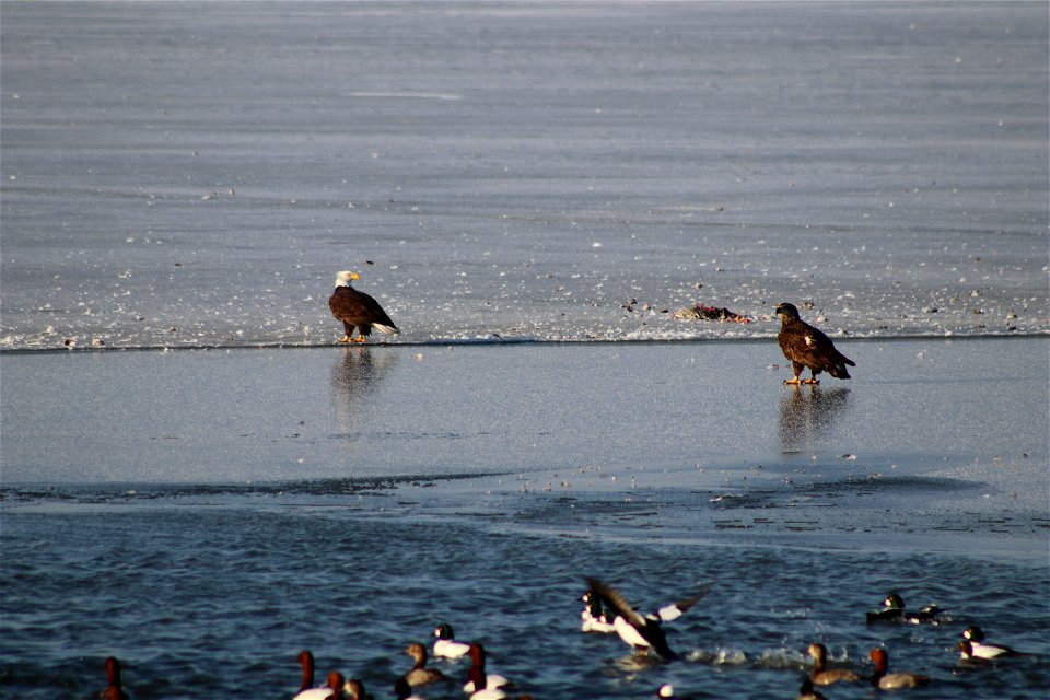 Bald Eagles Lake Andes National Wildlife Refuge South Dakota photo