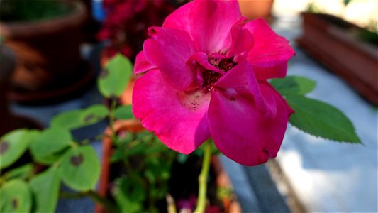 cimitir_SfVineri2021_0808_090128