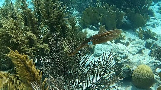 Squit in Soft Coral Salt Pier Bonaire