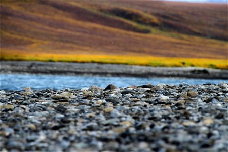 Canning River cobble photo