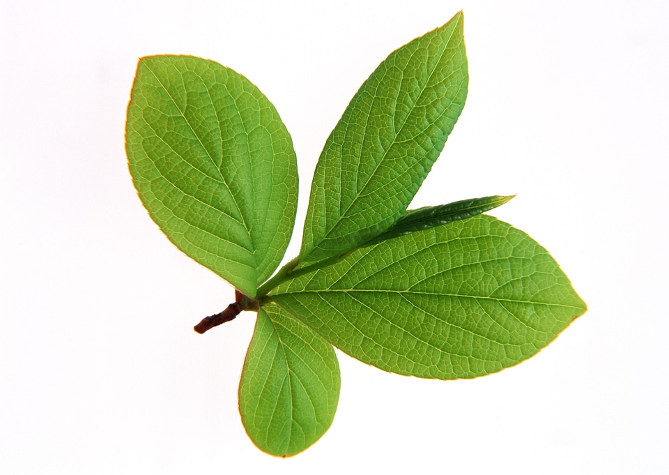 Green small leaves on the white background