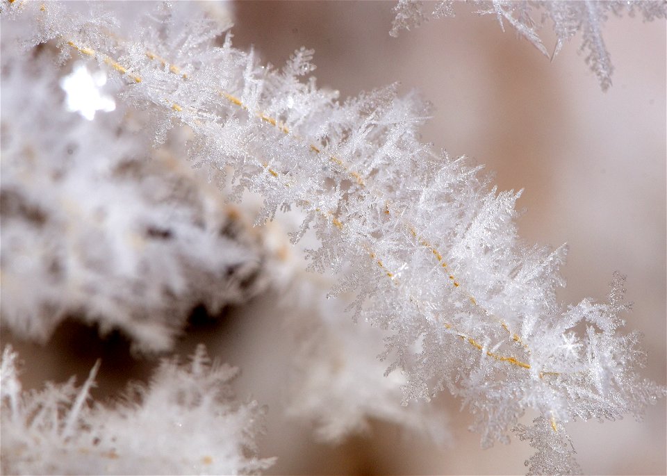 Hoar frost on Rocky Mountain Beeplant photo