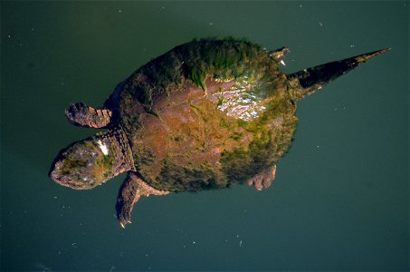 Snapping Turtle Swimming in Pond