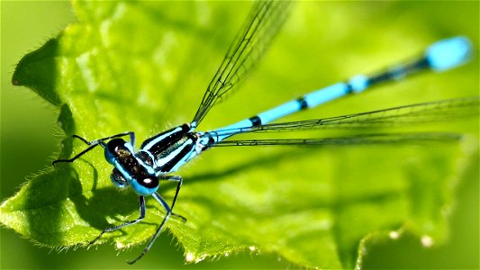 Coenagrion puella (Hufeisen-Azurjungfer) - Männchen