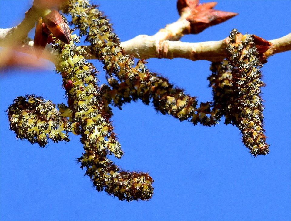 Narrowleaf cottonwood (Populus angustifolia) at Seedskadee National Wildlife Refuge