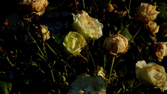 SfVineri_cemetery2021_0728_063832
