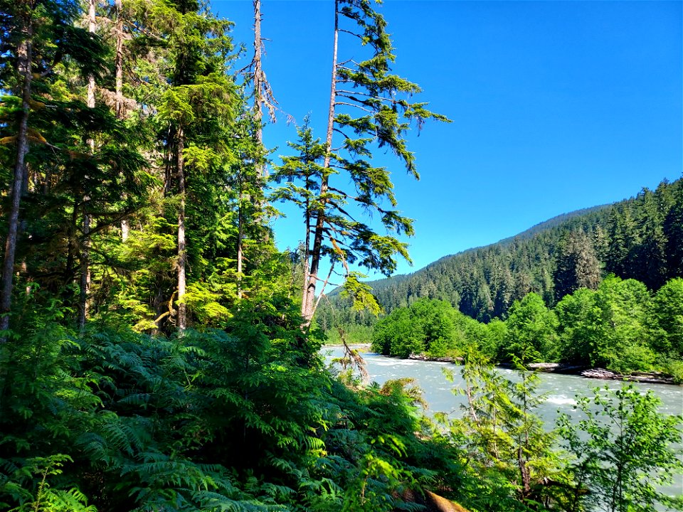 Sauk River from the Old Sauk Trail, Mt. Baker-Snoqualmie National Forest.  Photo by Anne Vassar June 22, 2021.
