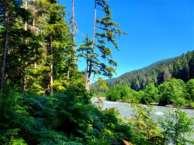 Sauk River from the Old Sauk Trail, Mt. Baker-Snoqualmie National Forest.  Photo by Anne Vassar June 22, 2021.