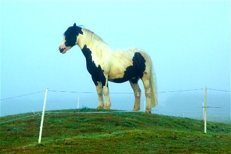 A Pinto Horse