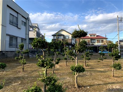 Saiwaicho Higashikurume-shi in November