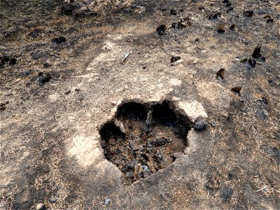 Burned Area Emergency Response media briefing