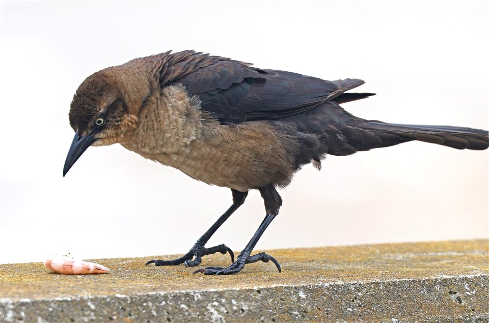 938 - BOAT-TAILED GRACKLE (05-19-2023) female, wrightsville beach, new hanover co, nc -01