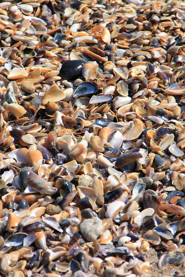 Beach shell shellfish